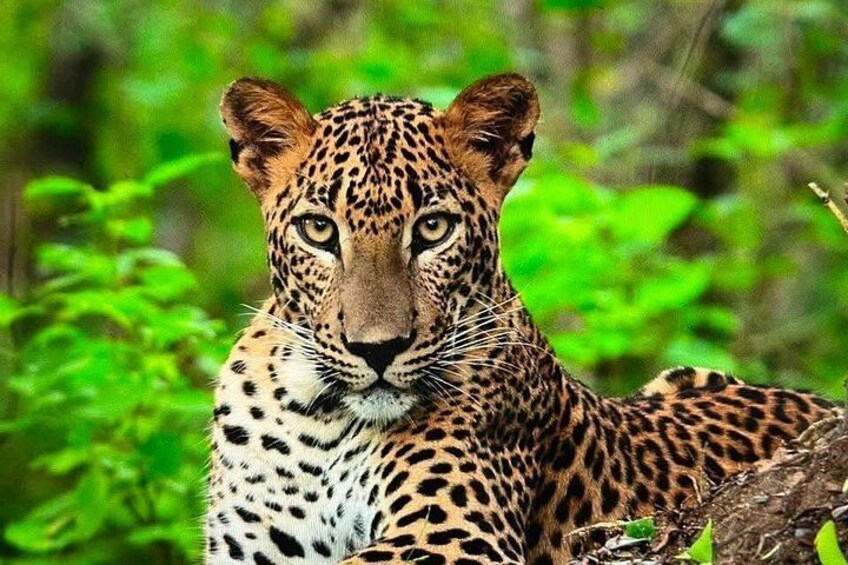 Yala National Park Safari From Hambantota Port 3