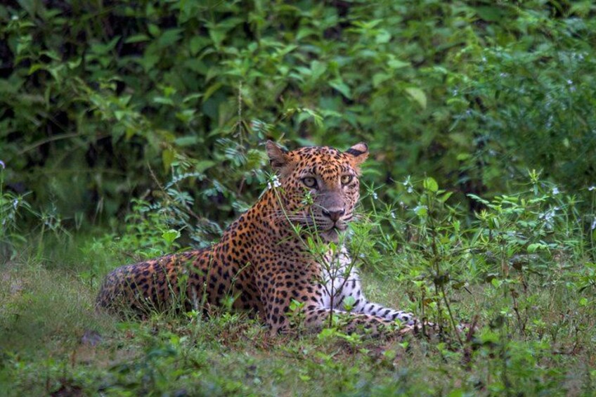 Yala National Park Safari From Hambantota Port 4