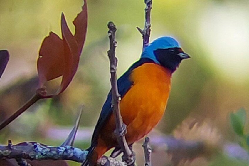 Guided tour in the Curicancha Reserve 3