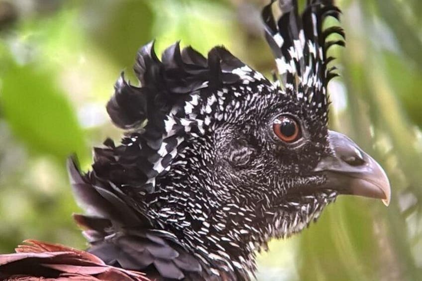 Guided tour in the Curicancha Reserve 2