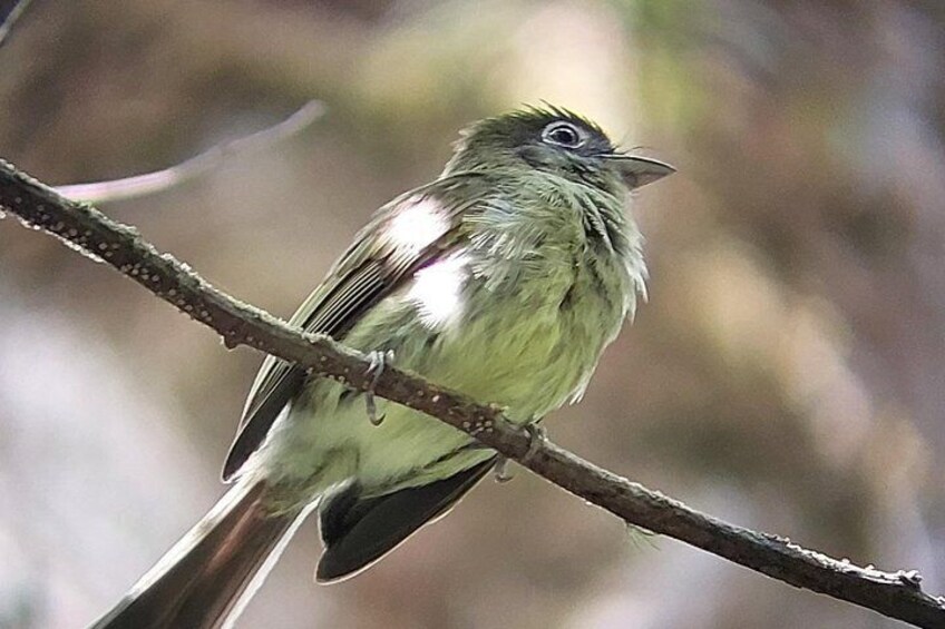 Guided tour in the Curicancha Reserve 5
