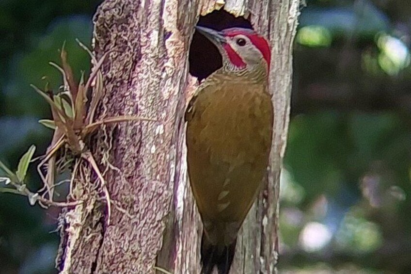 Guided tour in the Curicancha Reserve 4