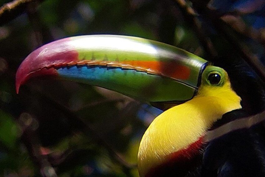 Guided tour in the Curicancha Reserve 1