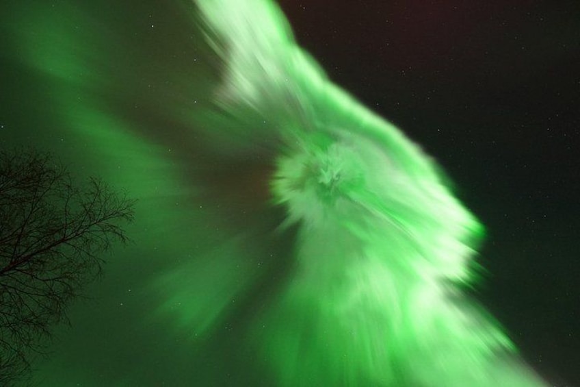 The Northern Lights (Aurora Borealis) with a silhouette of a tree. 5