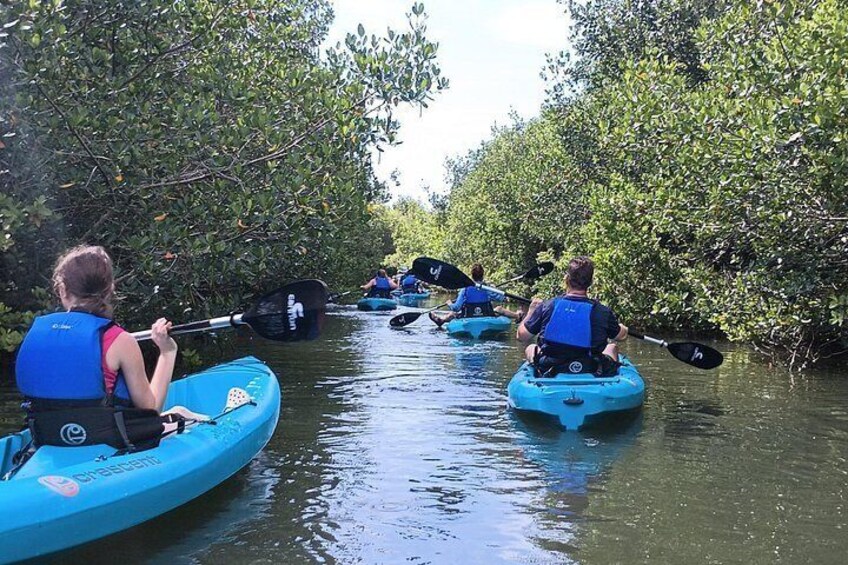 Explore some mangroves! 2