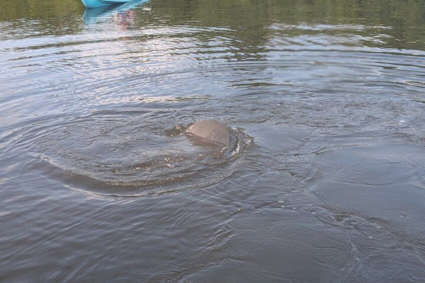 Kayak Tours and Rentals. Dolphins, Manatees, and Bioluminescence! 3