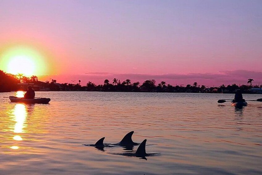 Dolphins at sunset 2