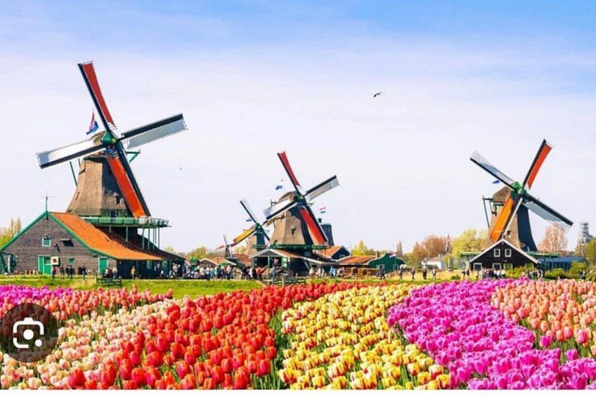 Windmills Country side tour Zaanse Schans-Cheesefactory-Volendam 1
