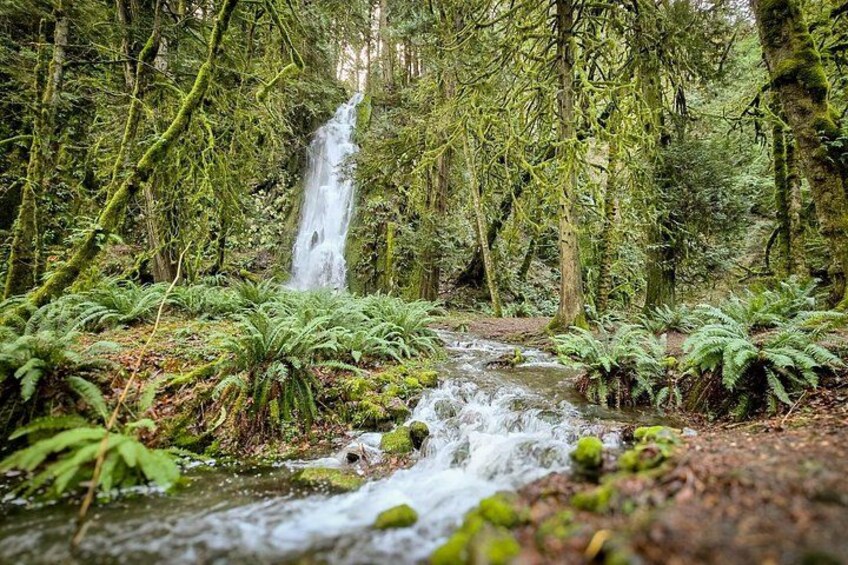 Goldstream Fall 2