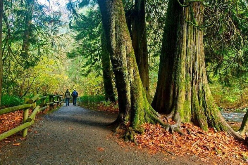 Goldstream old growth cedars 3