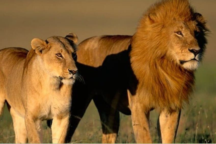 Two lions standing in a grassy field. 1
