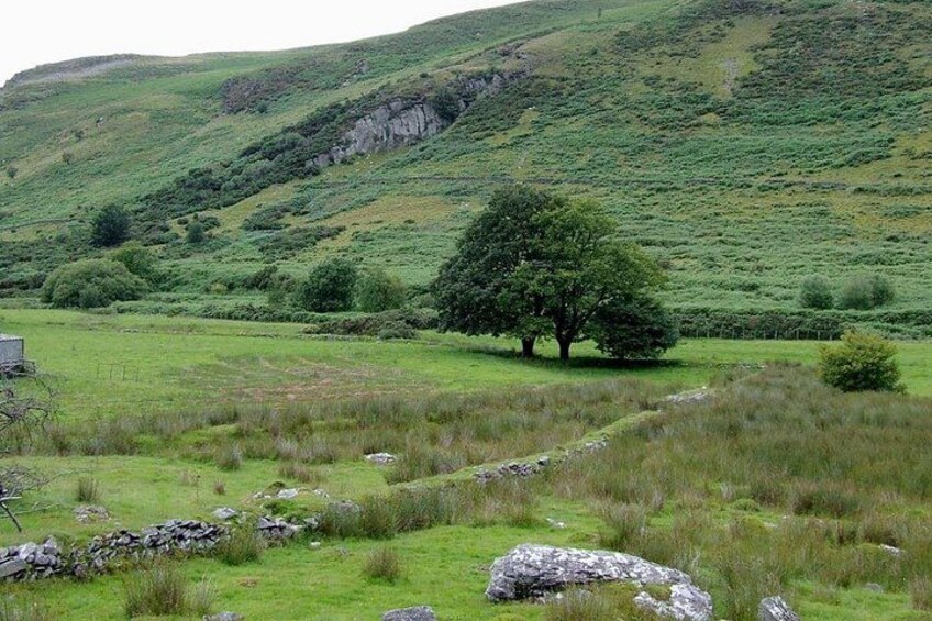A grassy field with a stone wall, a large tree, and a hill in the background. 5