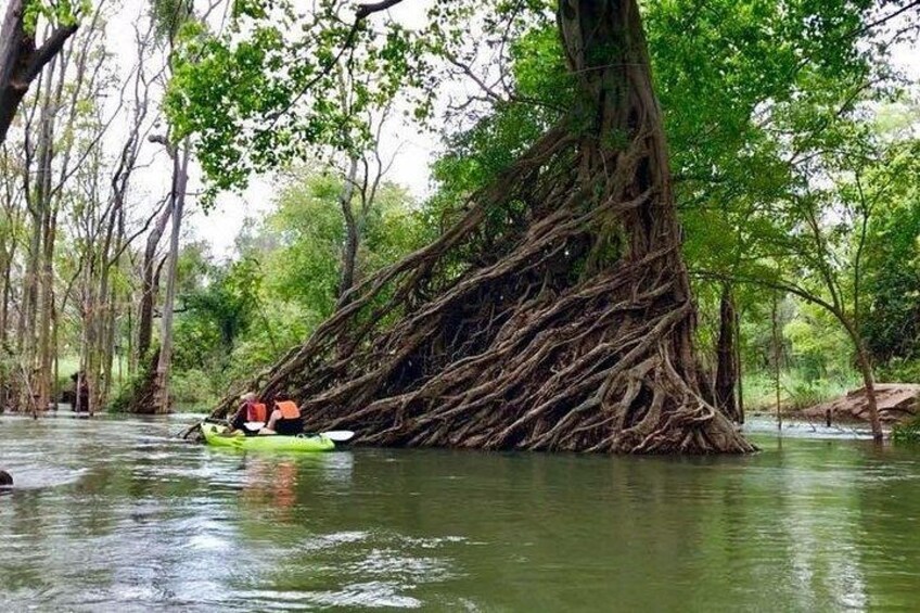 Angkor Cab customers experienced the fantastic view in Mekong River by canoeing around the jungles and river. 1