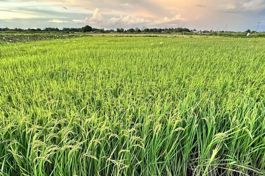 You will view so many rice fields during this journey. 3
