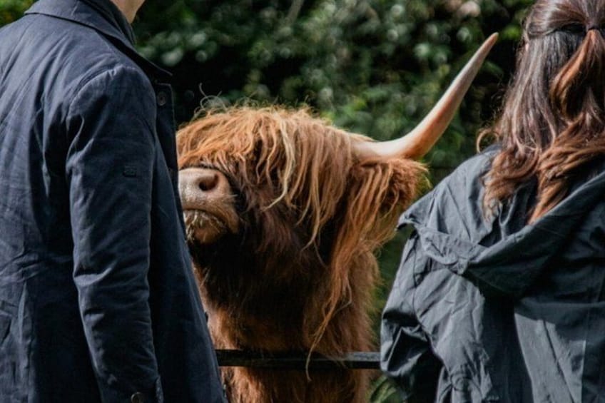 Una vaca de las Highlands con un pelaje largo y cuernos, guiada por una persona. 2
