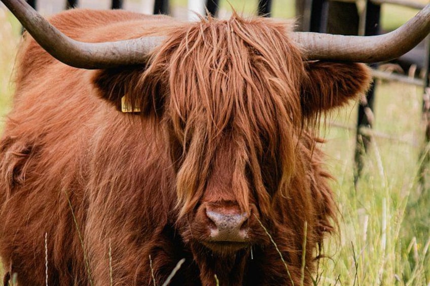 Un yak con pelaje largo y cuernos grandes y curvados. 4