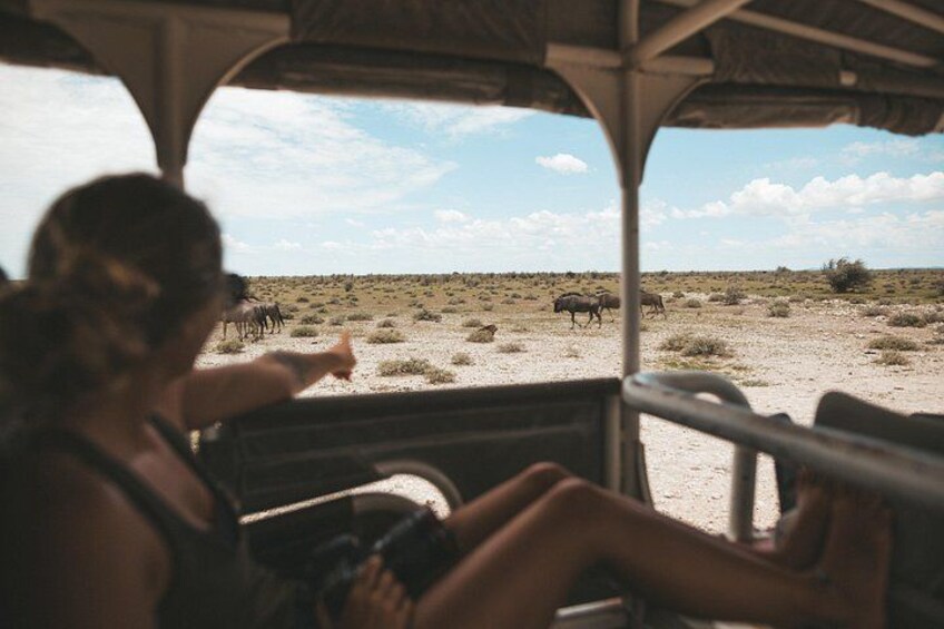 A person pointing at wildlife in a desert landscape. 1