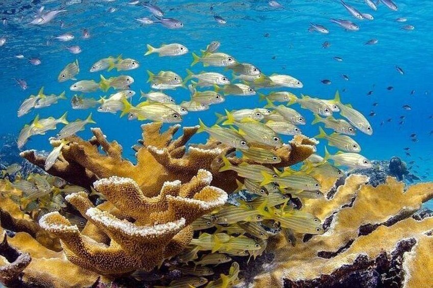 Scuba Doo Underwater Scooters and Snorkeling in Punta Cana 4