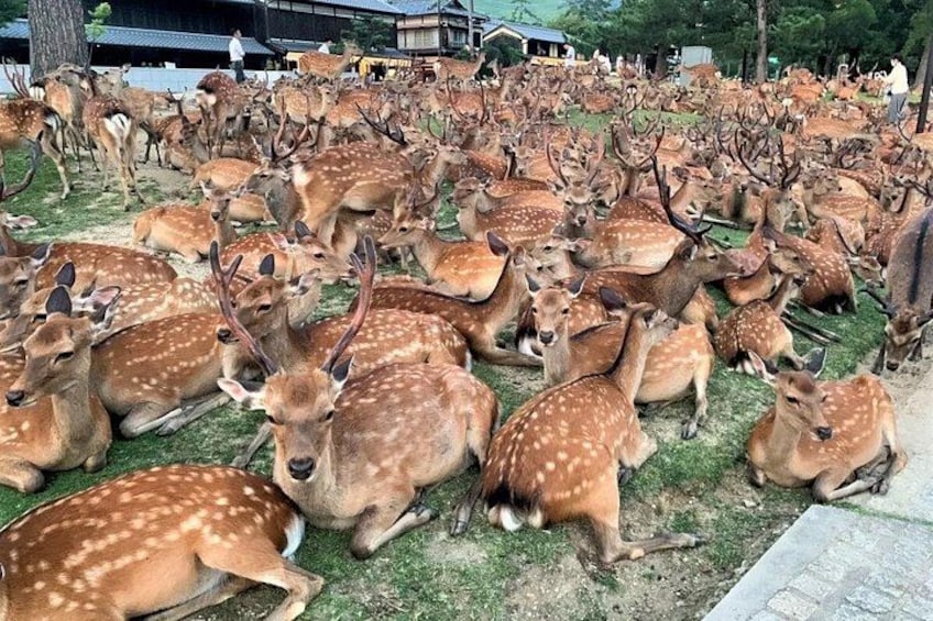 Nara Deer Park 1