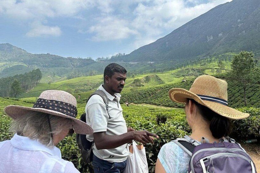 A group of people hiking in a hilly, green landscape with tea plantations. 5