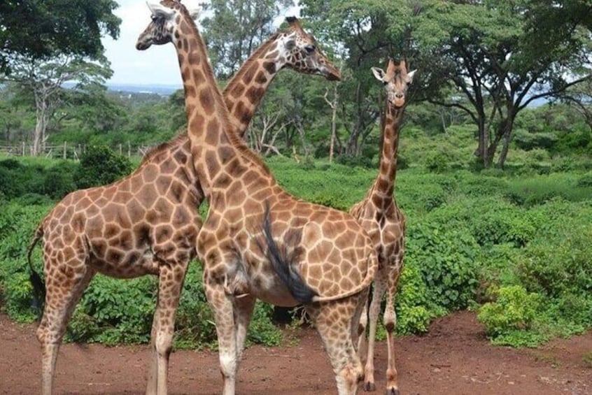 Karen Blixen, Beads Factory and Giraffe Center Tour from Nairobi 2