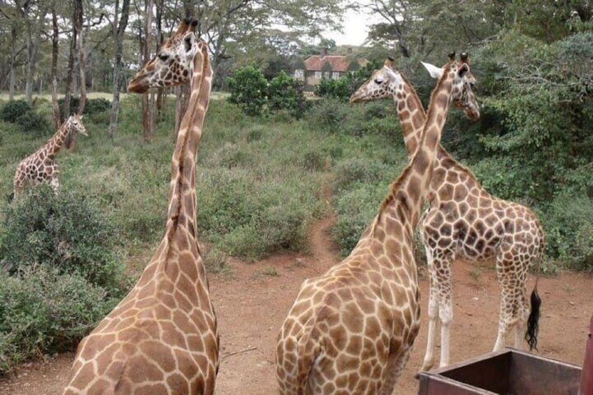 Karen Blixen, Beads Factory and Giraffe Center Tour from Nairobi 5