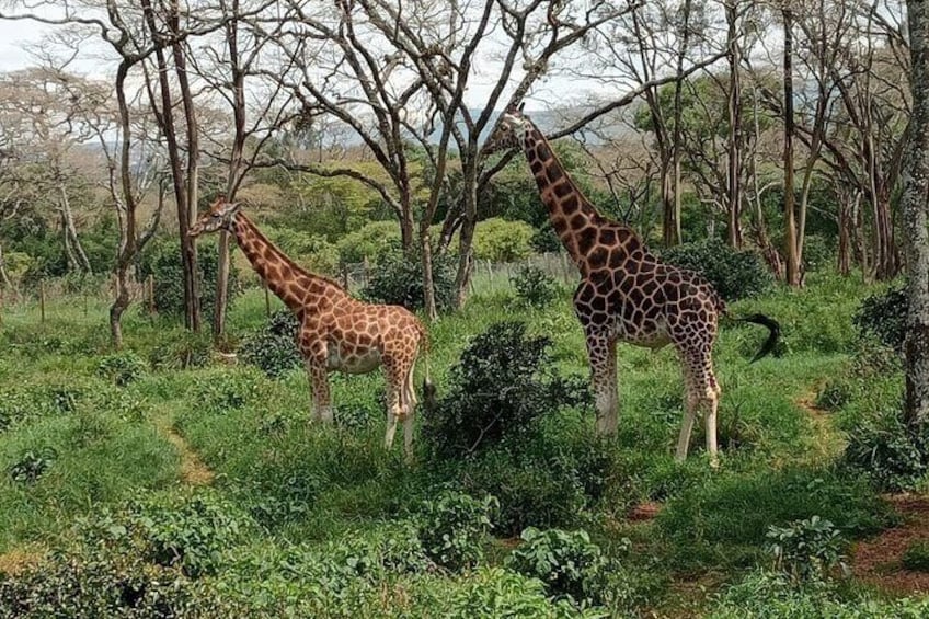 Karen Blixen, Beads Factory and Giraffe Center Tour from Nairobi 1