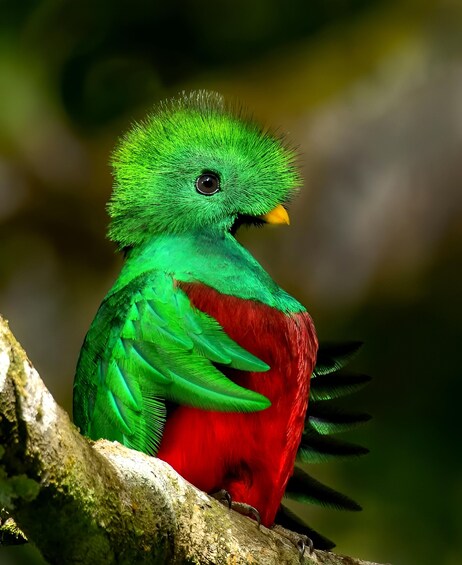 A green and red bird perched on a branch. 1