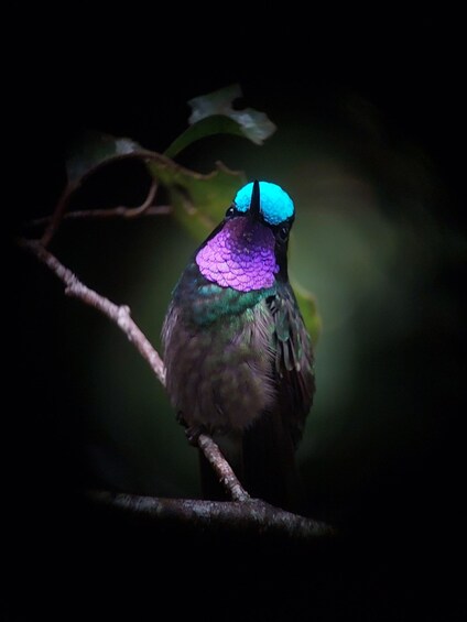 A bird with iridescent blue and purple plumage perched on a branch. 3