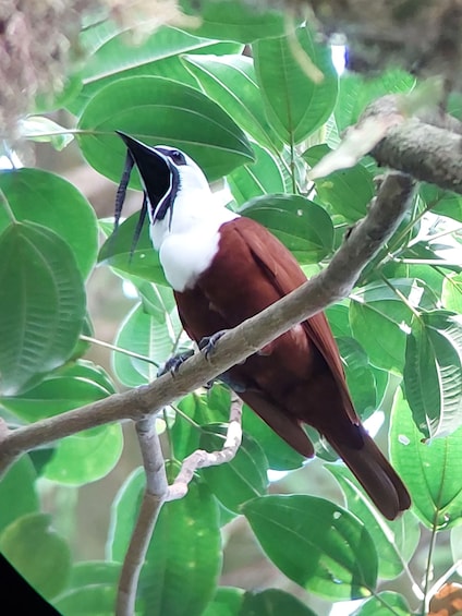 A bird perched on a branch amidst green foliage. 5