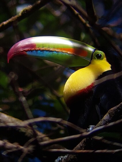 Picture 1 for Activity Curicancha Reserve Birdwatching Tour Monteverde 5
