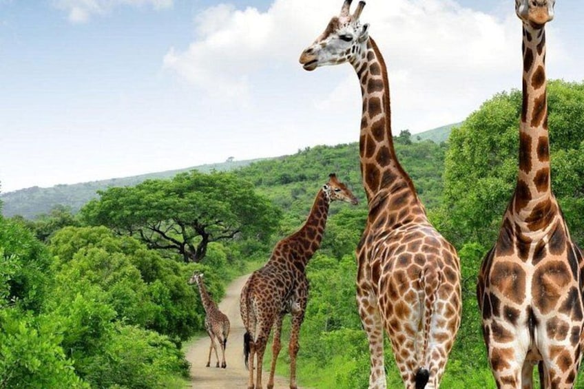 Eine Gruppe von Giraffen auf einem Feldweg, umgeben von üppiger Vegetation und Bäumen. 1