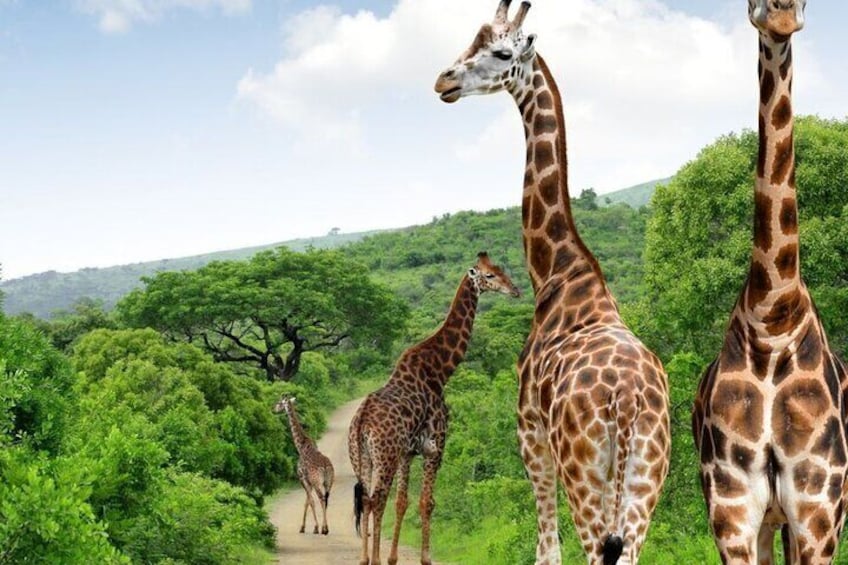 A group of giraffes on a dirt path surrounded by lush green trees and hills. 1