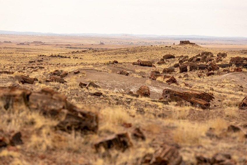 Un paisaje árido y rocoso con cantos rodados dispersos y vegetación escasa. 5