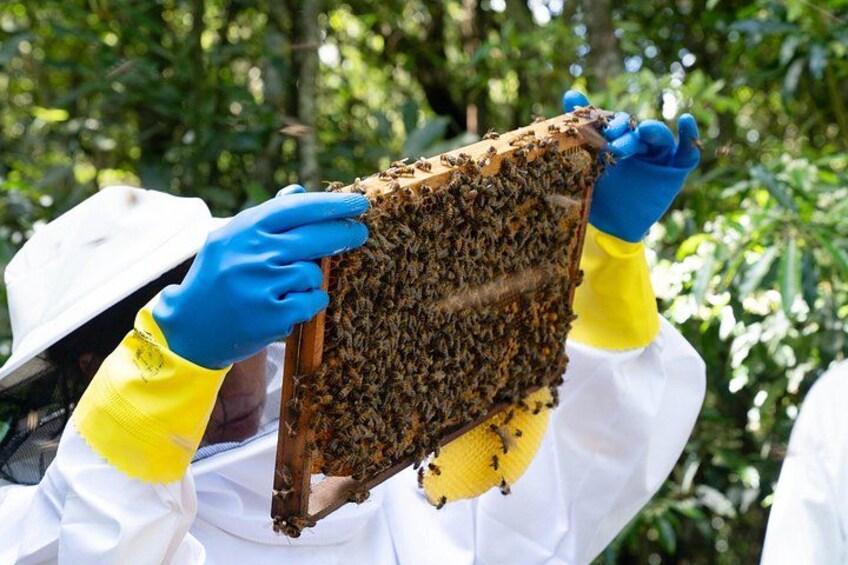 A person in protective clothing handling a beehive. 1