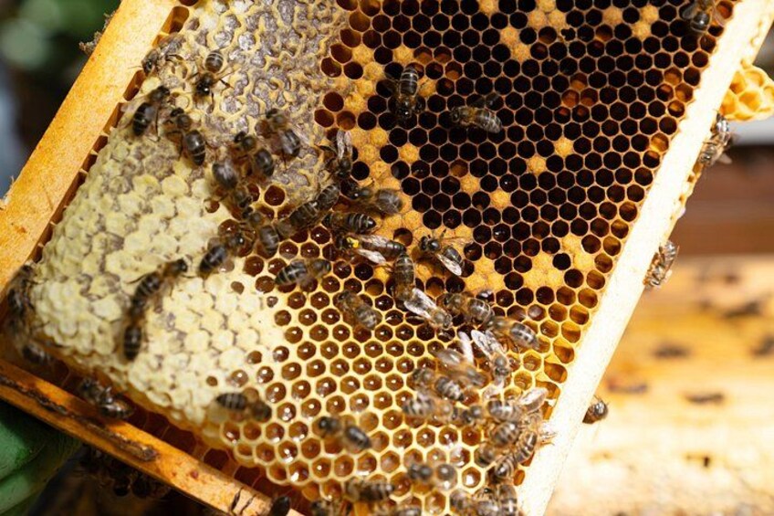 A close-up of a honeycomb with bees on it. 5