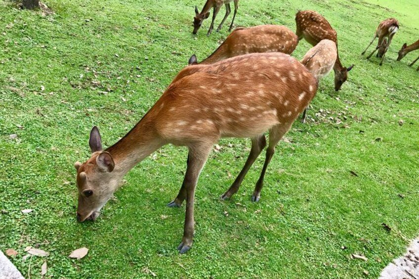 Nara Afternoon Sake guided walk: Brewery Visit & Local Streets 2