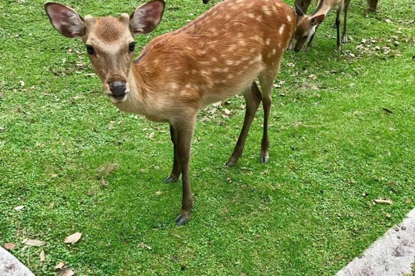 Nara Afternoon Sake guided walk: Brewery Visit & Local Streets 3