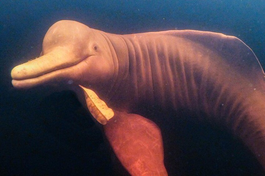 A large aquatic creature with a long snout and flippers, swimming underwater. 1