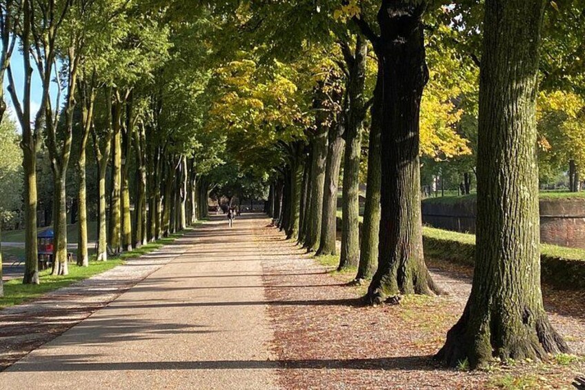 A tree-lined pathway with a paved surface, bordered by grass and a brick wall. 3