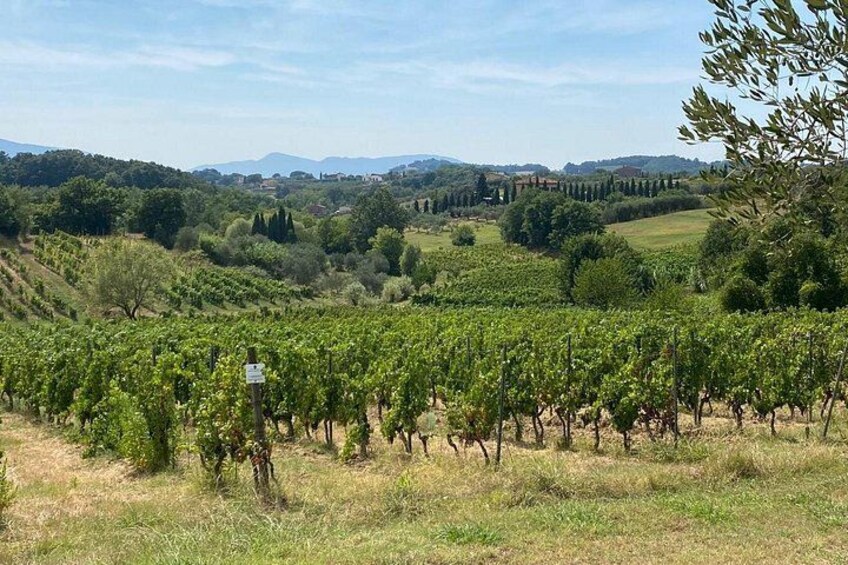 A vineyard with rows of grapevines, rolling hills, and distant mountains in the background. 1
