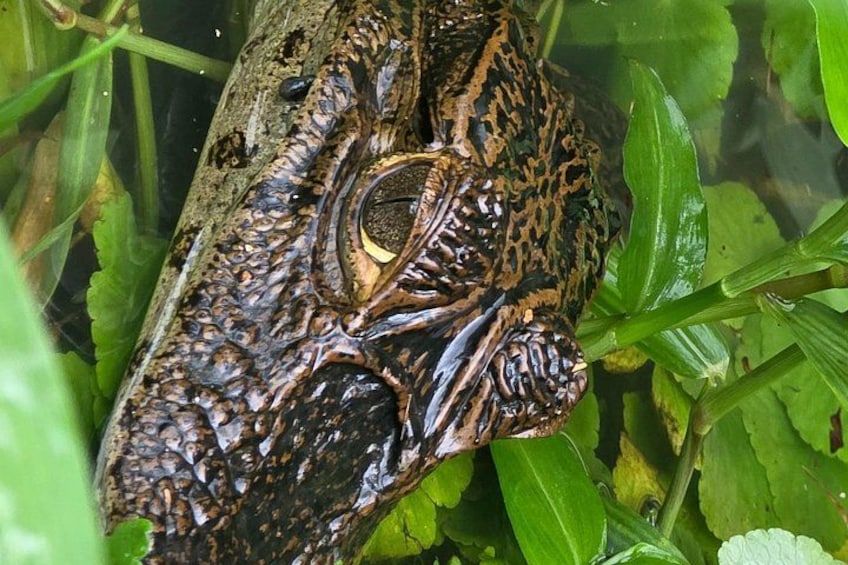 Canoe tour in Tortuguero National Park 3