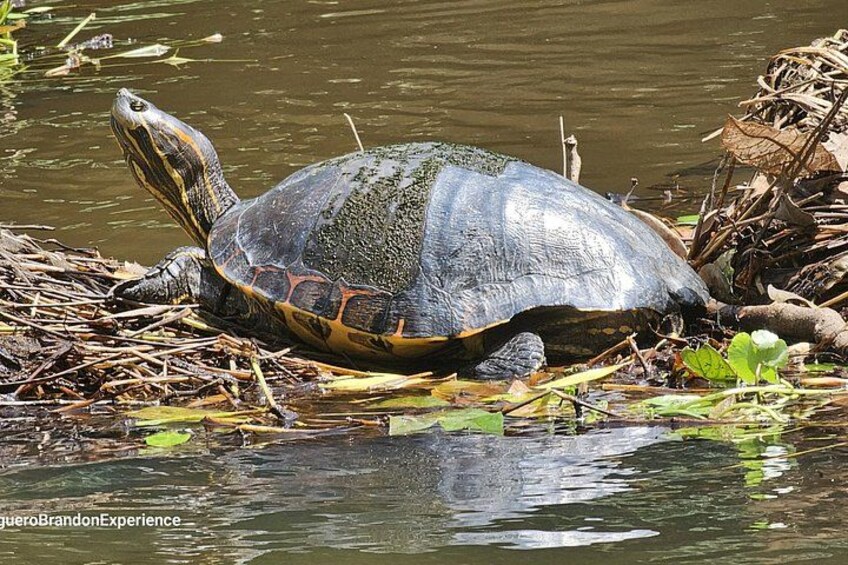 Canoe tour in Tortuguero National Park 2