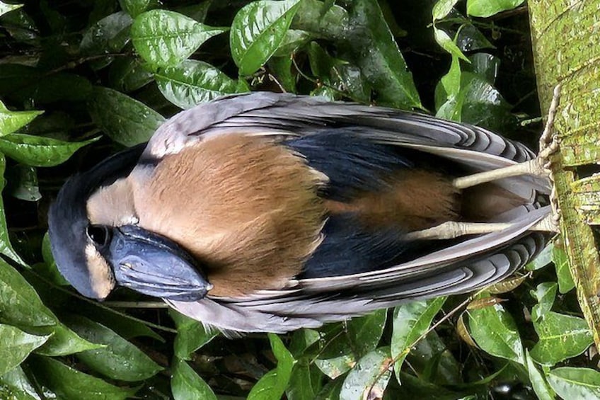 Canoe tour in Tortuguero National Park 5