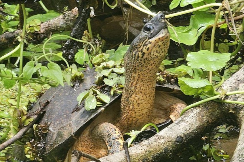 Canoe tour in Tortuguero National Park 4