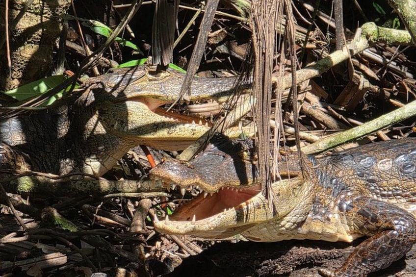 Canoe tour in Tortuguero National Park 2