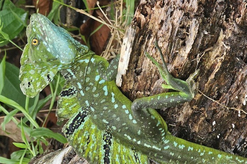 A green lizard with white spots on a tree trunk. 2