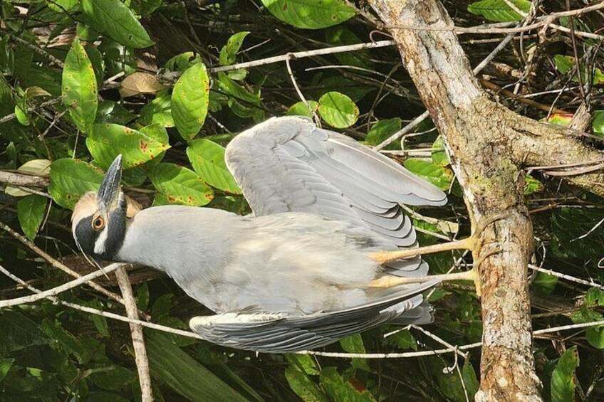 Canoe tour in Tortuguero National Park 2