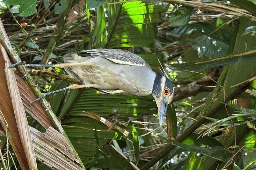 A bird perched on a branch in a dense green foliage area. 2