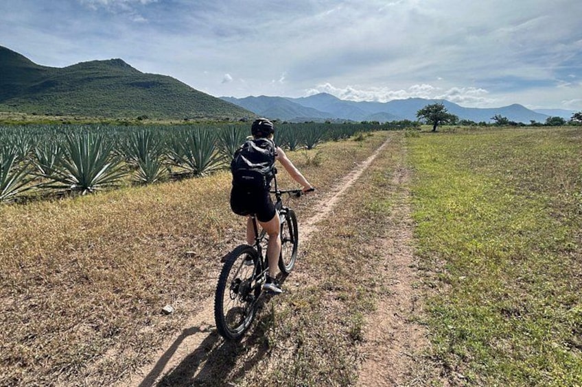A person riding a bicycle on a dirt path through a field with agave plants and mountains in the background. 1